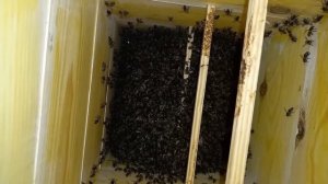 Японский улей (7й день после заселения)