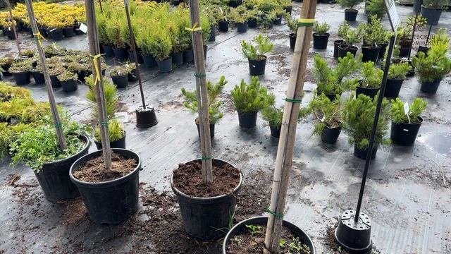 Прививка хвойных в Егорьевском питомнике Никитенко Александра смотреть онлайн