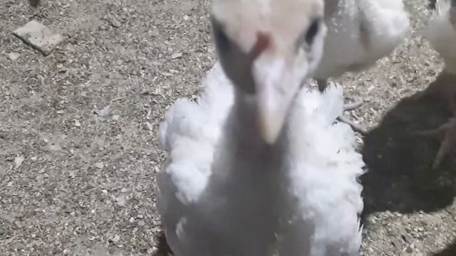 Индюшата Хайбрит Конвертер 25 дней. смотреть онлайн