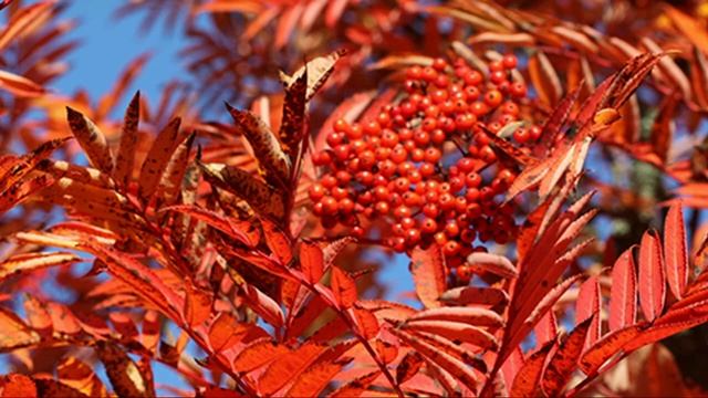 Отговорила роща золотаяроект смотреть онлайн