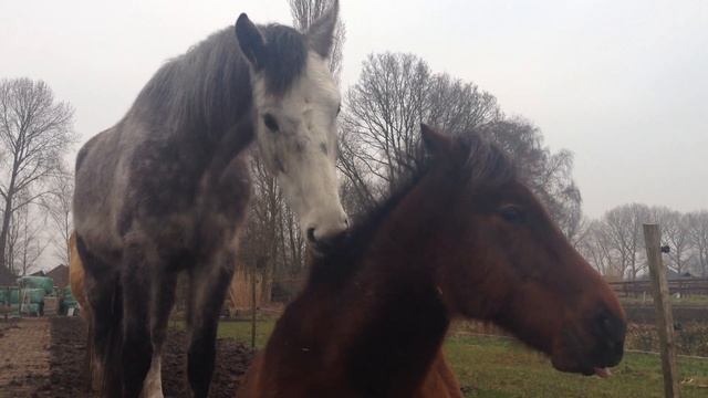 Flint waking up Volare, the horseway смотреть онлайн