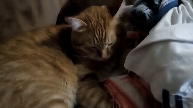 Наш забавный кот Рыжик любит на постиранном белье сооружать себе местечко для сна, не дает погладит смотреть онлайн