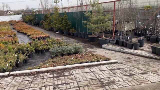 Готовность садового центра в Егорьевском питомнике Никитенко Александра на конец марта смотреть онлайн