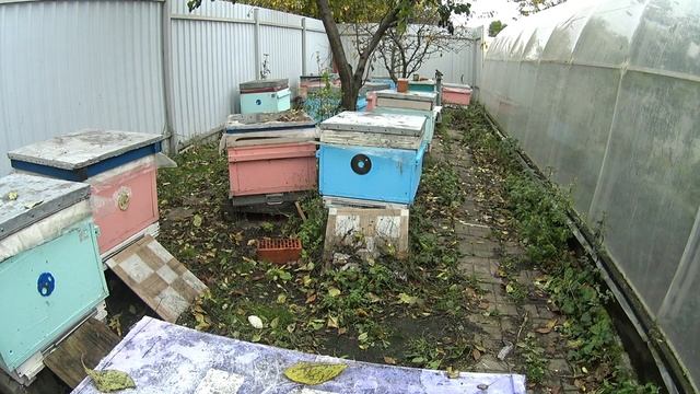 Правило ДДД в пчеловодстве. смотреть онлайн