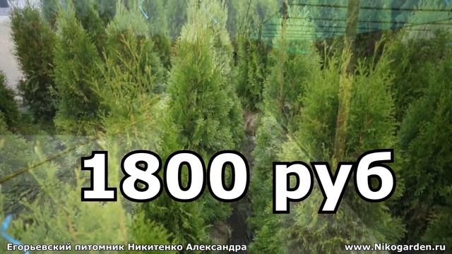 Егорьевский питомник Никитенко Александра Акции на туи Осень 2019 г смотреть онлайн