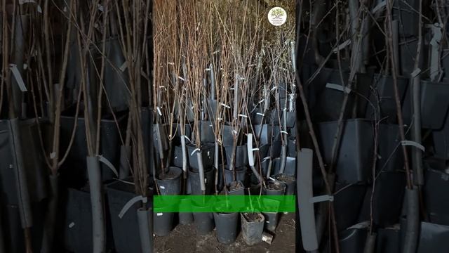 Почему деревья в мае не просыпаются #shorts #огород #дача #сад смотреть онлайн