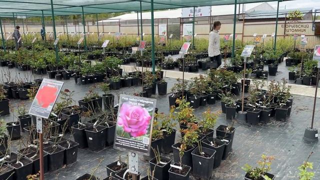 Розы в Егорьевском питомнике Никитенко Александра смотреть онлайн
