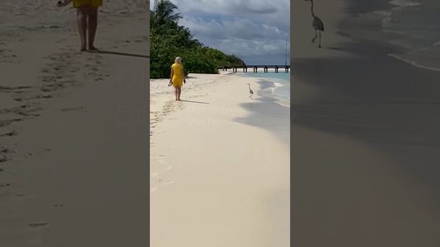 Мальдивы. Maldives. 马尔代夫。 смотреть онлайн