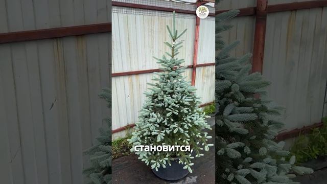 Почему голубые ели зеленеют #shorts #сад #дача #елка смотреть онлайн