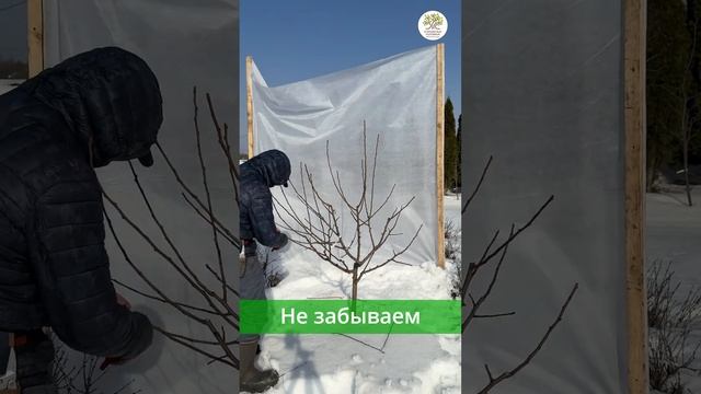 Весенняя обрезка груши ЧАШЕЙ за 1 минуту #shorts смотреть онлайн