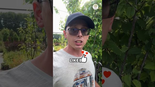 Вы НЕПРАВИЛЬНО опрыскиваете свои растения! смотреть онлайн