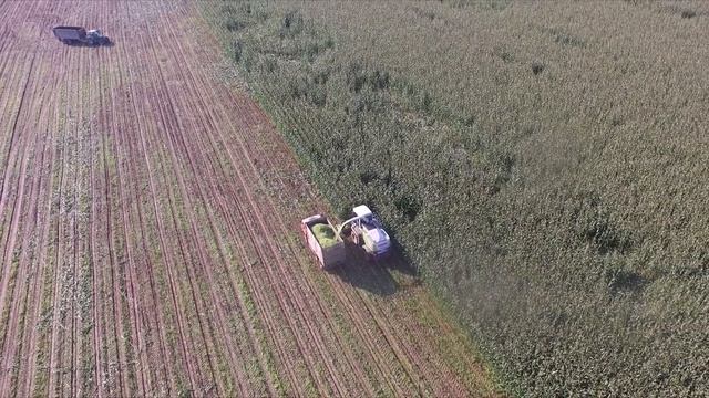 Уборка кукурузы на силос.