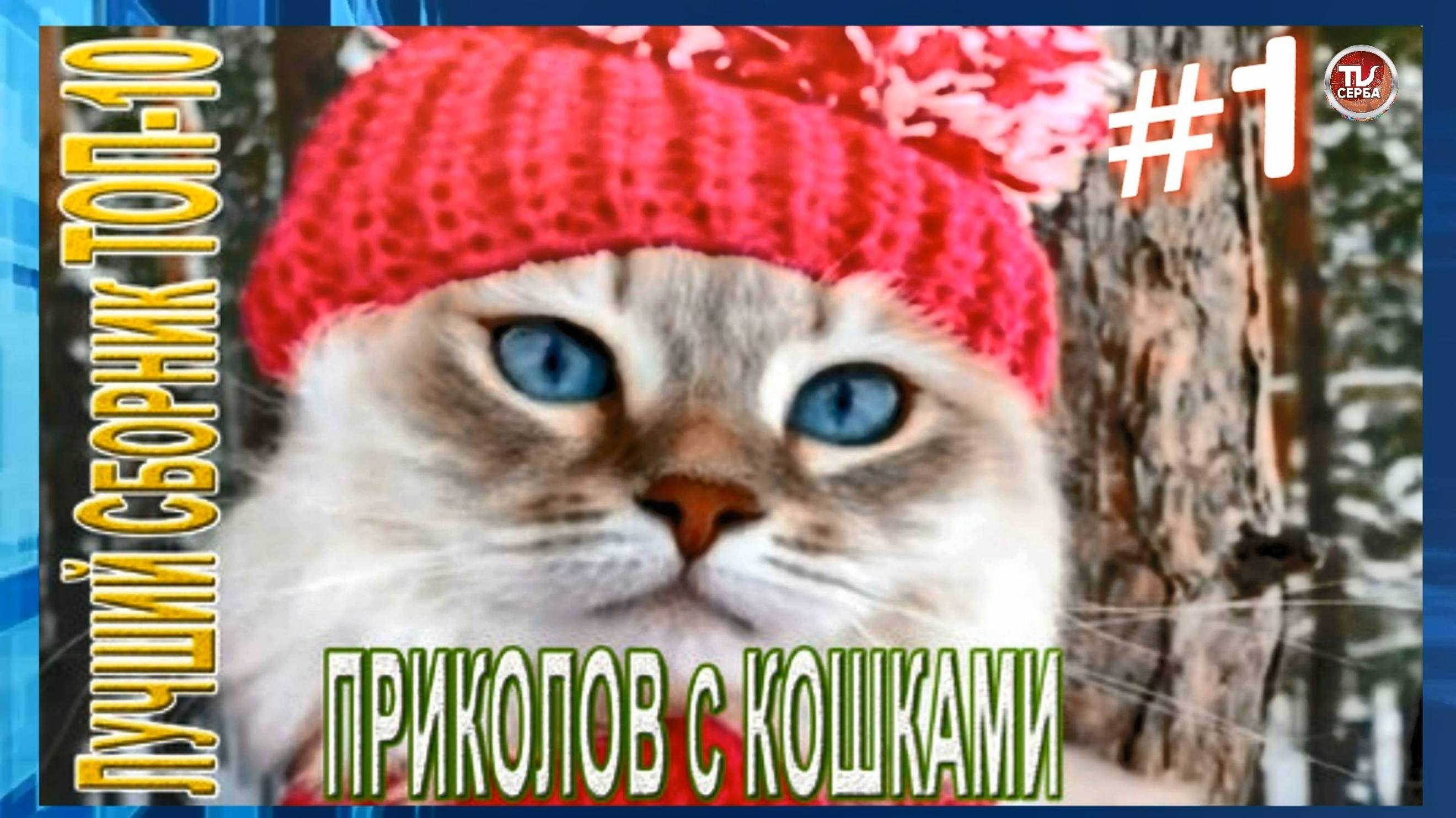 Топ-10 ПРИКОЛОВ с КОШКАМИ 🐱 СМЕШНЫЕ КОШКИ 😂 ЛУЧШИЕ ПРИКОЛЫ С КОТАМИ (1 часть) смотреть онлайн