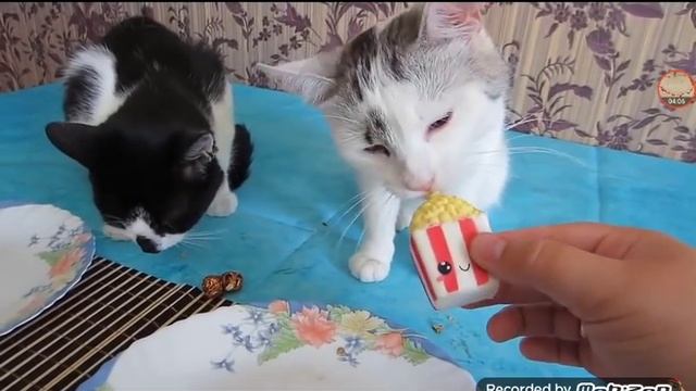 Анука давайка сквиши еда проти настаящей