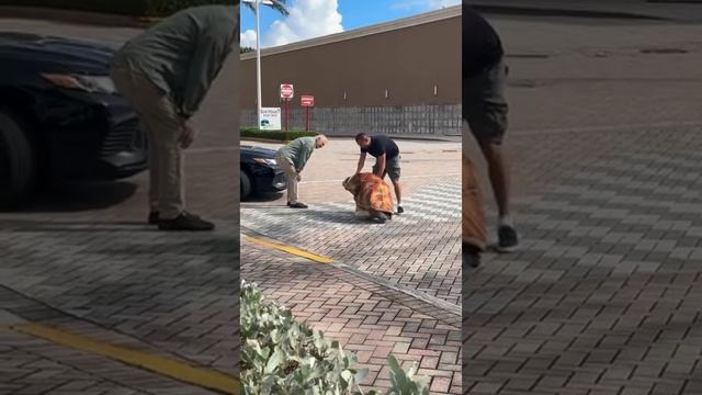 Причина опоздания на работу -человек-черепаха смотреть онлайн