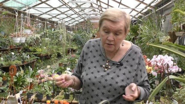 Бромелиевые (устар. Ананасовые .лат. Bromeliaceae)