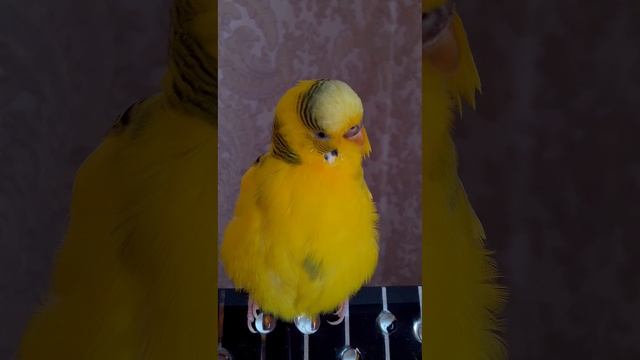 Пение волнистого попугая смотреть онлайн