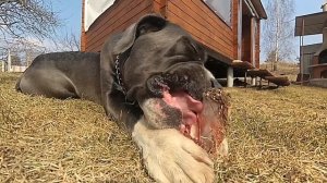 Как едят собаки. Сладкие носики. Замедленная съёмка.