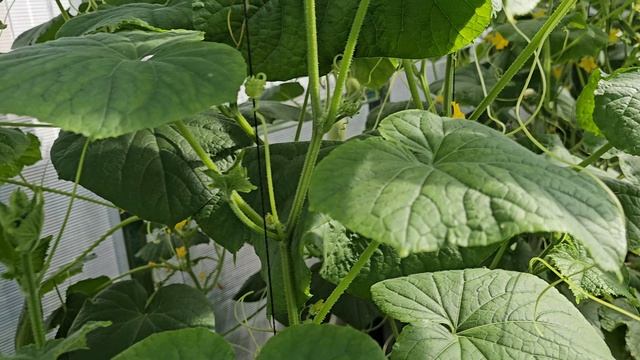 Наша дача. Огород Май-Сентябрь смотреть онлайн