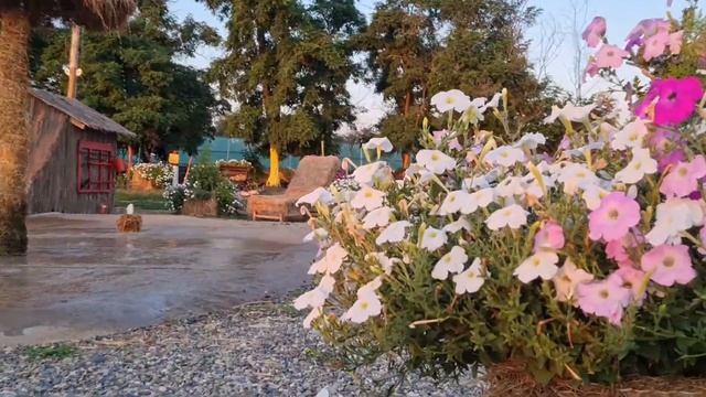Бахча Пономарёвых, Ставропольский край. смотреть онлайн