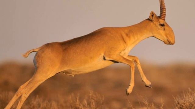 Қайрат Байбосынов - "Жезкиік" смотреть онлайн