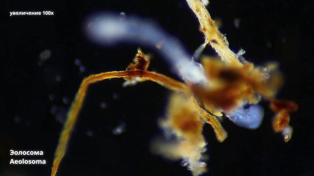 Червь с красными точками - Эолосома (Aeolosoma) смотреть онлайн