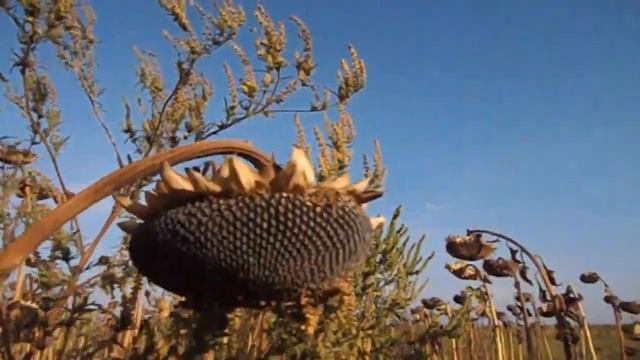 САМВЕЛ АДАМЯН \ АЛЁША ИЗ ТЕАТРА ВСЁ ПЕРЕПУТАЛ смотреть онлайн