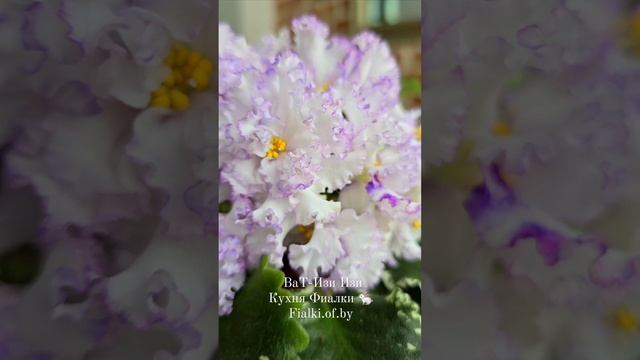 🐇🌸 ВаТ-Изи Изи. В коллекции уже давно. Неустанно удивляет своим фантазийным рюшем смотреть онлайн