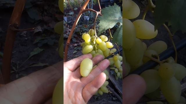 Виноград Камелот смотреть онлайн