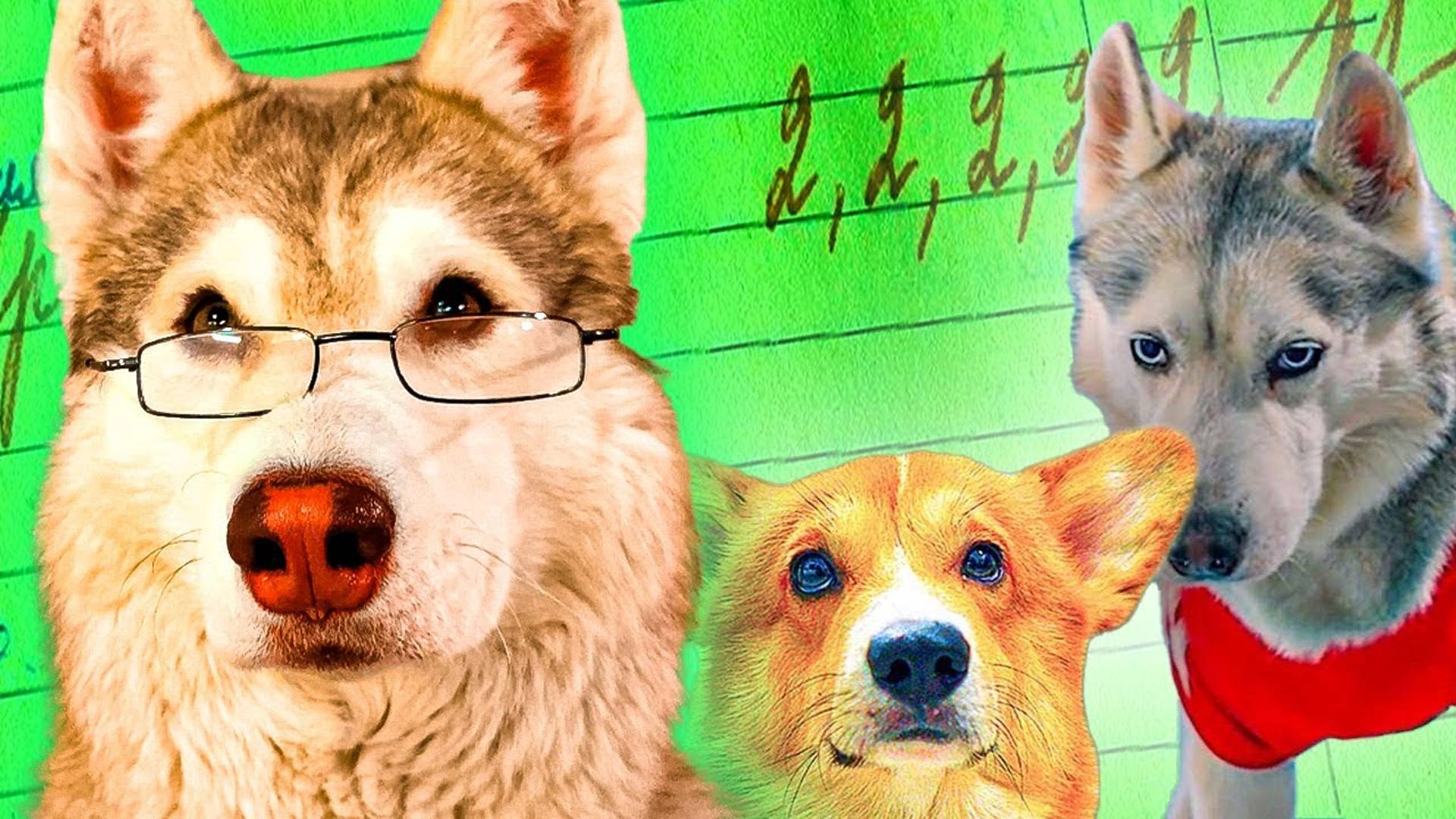 ЕСЛИ БЫ ПЁСИКИ ХОДИЛИ В ШКОЛУ! Новый класс! Хаски Бублик говорящая собака смотреть онлайн