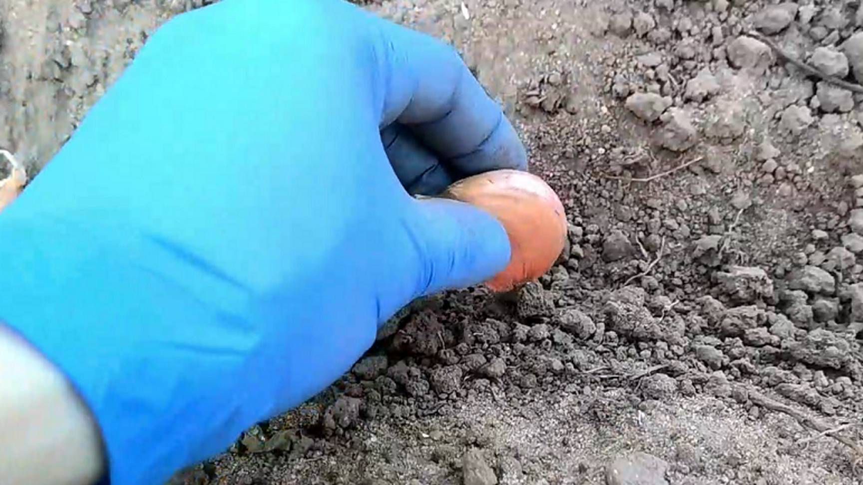 Когда сажать озимый чеснок? Благоприятные дни для посадки чеснока в октябре 2024 года смотреть онлайн