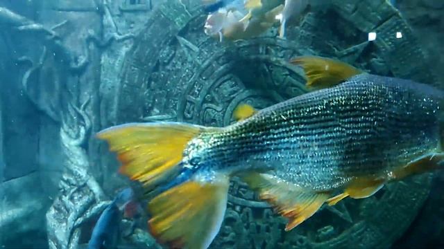 Музей Рыбóв. Севастополь смотреть онлайн