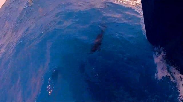 ЕГИПЕТ, ДЕЛЬФИНЫ, КРАСНОЕ МОРЕ / EGYPT, DOLPHINS, RED SEA смотреть онлайн