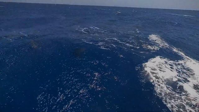 Marsa Alam откройте для себя живописное побережье Египта на захватывающей экскурсии на яхте. смотреть онлайн