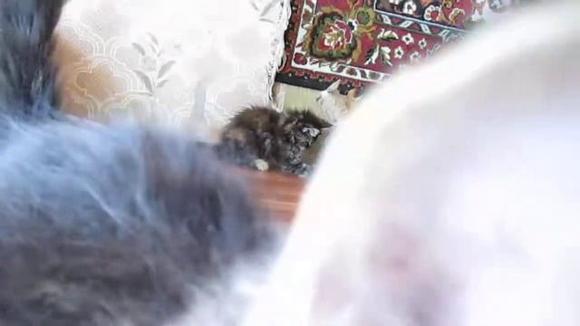 Котята мэйн кун Елисей, Евангелина и Есения Аргун К_ развлекаются