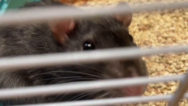 Preparing To My #birthday | Sewing #RedVelvet Dress | Part 1