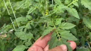 Хиреют верхушки томатов? Очень легко исправить. Подкормка минеральными удобрениями.