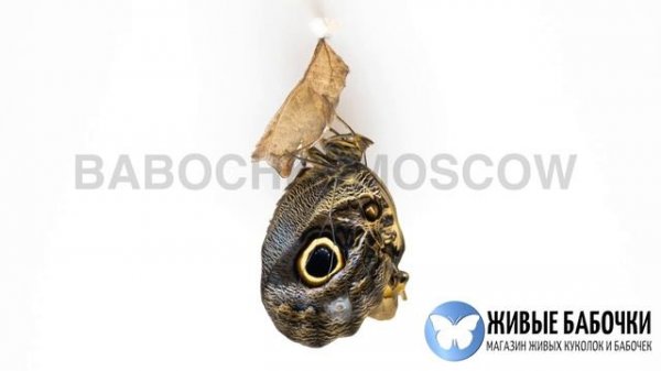 Рождение бабочки - Caligo Memnon