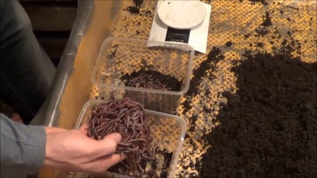 АТ154 Дендробена Ткаченко Мальки засиление в 3 субстрата без адаптации смотреть онлайн