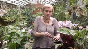 Семейство Марантовые.