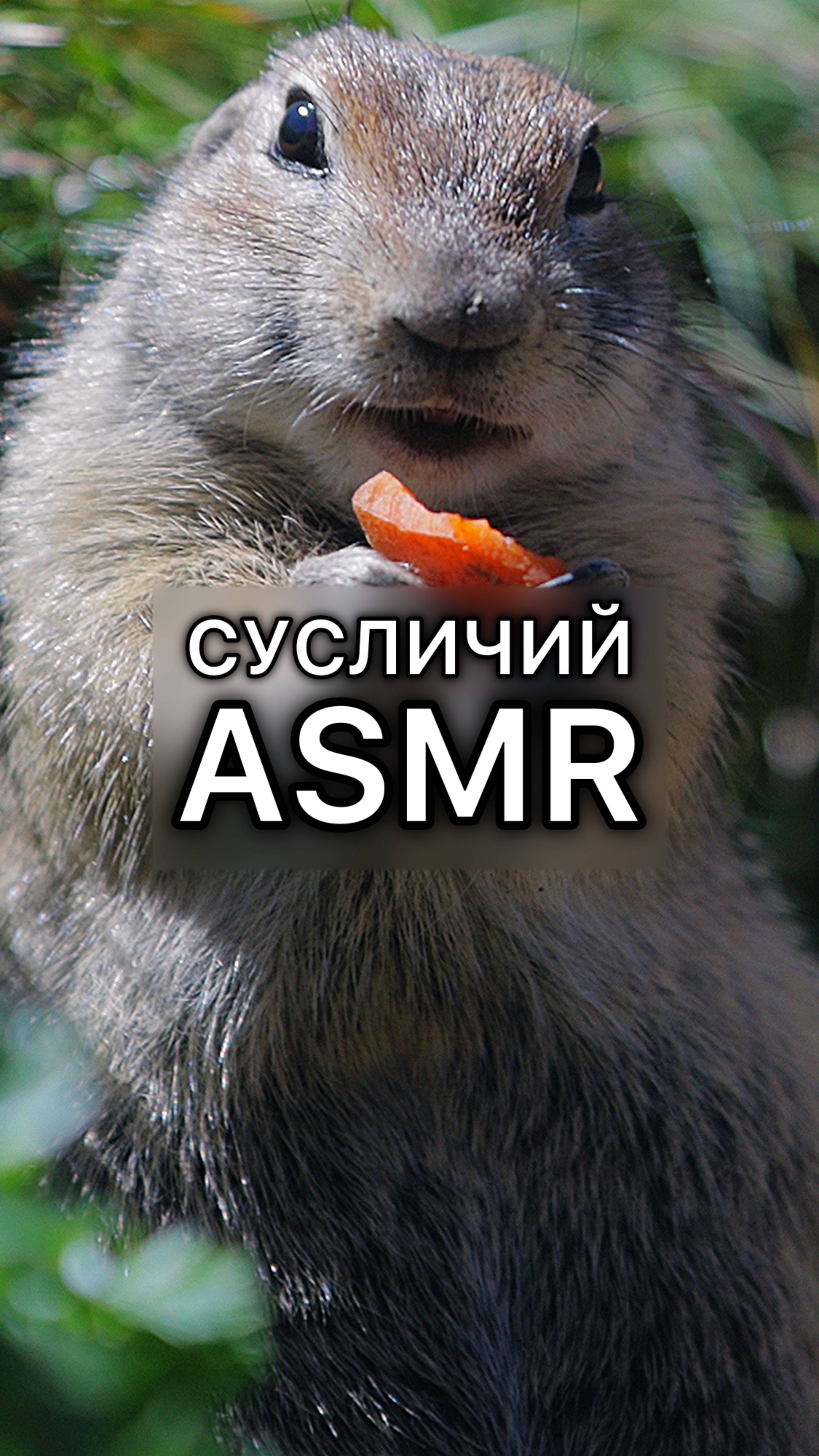 Сусличий ASMR смотреть онлайн