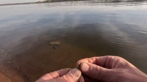 Оставил донки на сутки на живца! И вот какие обитатели нам попались!