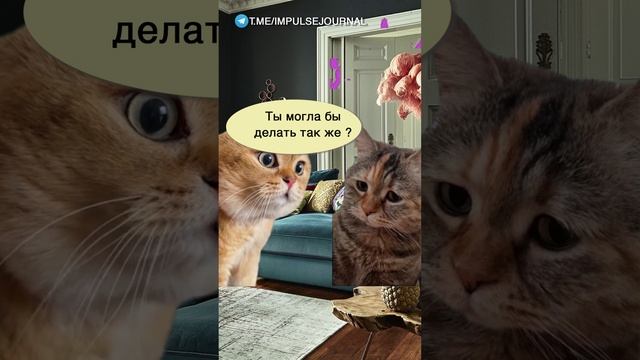 Моногамность #мыкотики #вмем #разговор #анекдот #шутки #кот #юмор #смешное #прикольно #мемы #cat смотреть онлайн