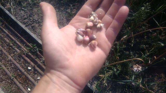 Как вырастить бульбочки озимого чеснока и для чего они нужны смотреть онлайн