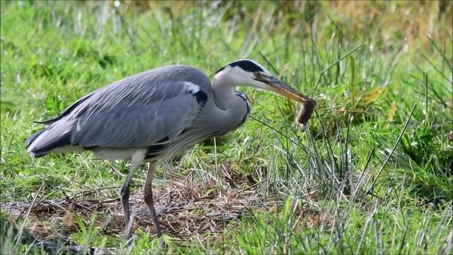 Blauwe Reiger смотреть онлайн