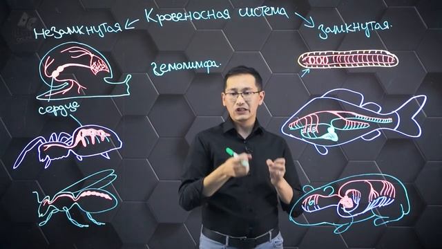 Органы кровообращения у животных: кольчатых червей, моллюсков, членистоногих и позв-чных. 7 класс. смотреть онлайн
