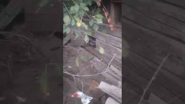 Курочка поспела