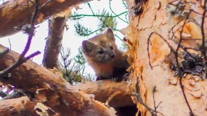 Первые успехи молодой лайки. Соболь, белки, лоси.