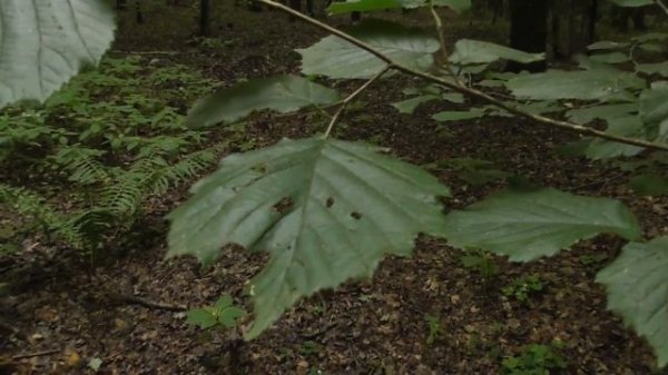 Mysterious Forest/Таинственный Лес