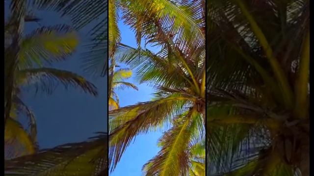 ВЕНЕСУЭЛА ПЛЯЖ ОТЕЛЯ Sunsol Ecoland Hotel & Resort #венесуэла #venezuela #shorts #short смотреть онлайн